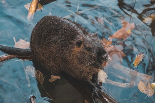 Beaver in Narragansett water